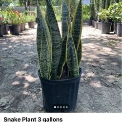 Snake Plant 3 Gallons 