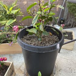 Double Hibiscus Pink And Hibiscus Tree