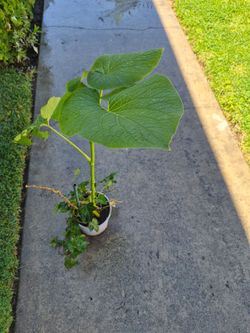 Yerba  santa