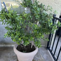 Large Gardenia Plant or Night-Blooming Flower in a Large Pot - Already Blooming - $110 Firm Price