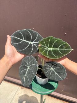 4” Alocasia black velvet