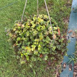 Hanging Basket 