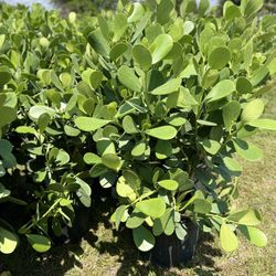 Clusias (Privacy Hedges)