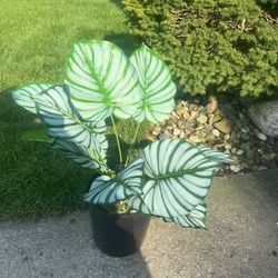 Artificial Plant