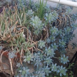 Succulents