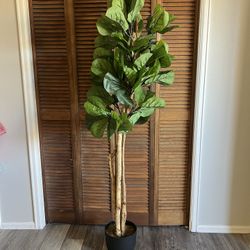 House Tree