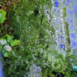 Hornwort Aquarium Live plant. Fresh Water 