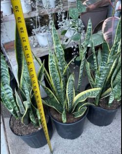 Premium~2.5 to~3ft (top of plant to bottom of pot) 10” pot gorgeous snake plant, 95820
