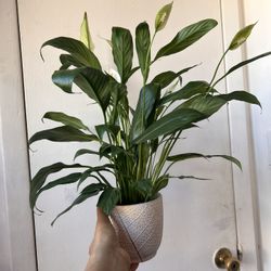 Peace Lily With Ceramic Pot Read Description⤵️ I’m Not Replying Back To Hi Is This Still Available 🙄