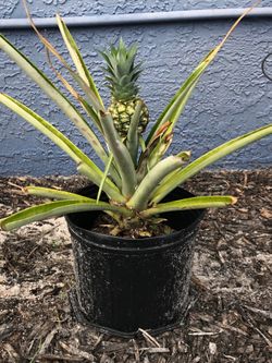 Pineapple Plants with Fruit (Still Growing)