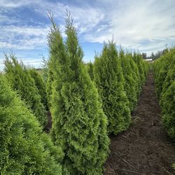 Arborvitae Emerald Green 5-6’ 