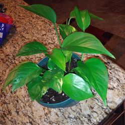 Pothos House plant