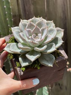 Custom Wood Succulent Arrangements | Centerpieces
