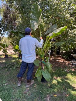 Elephant Ear Plant