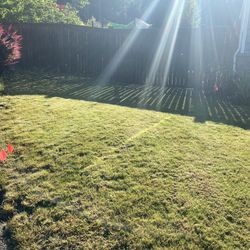 Grass Seed, Plants, Improved Yard. Useful Spaces 