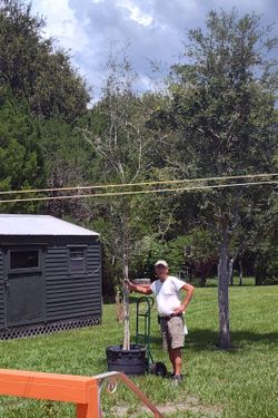 20 ft live oak trees