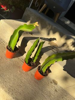 Dragon 🐉 plant 🪴