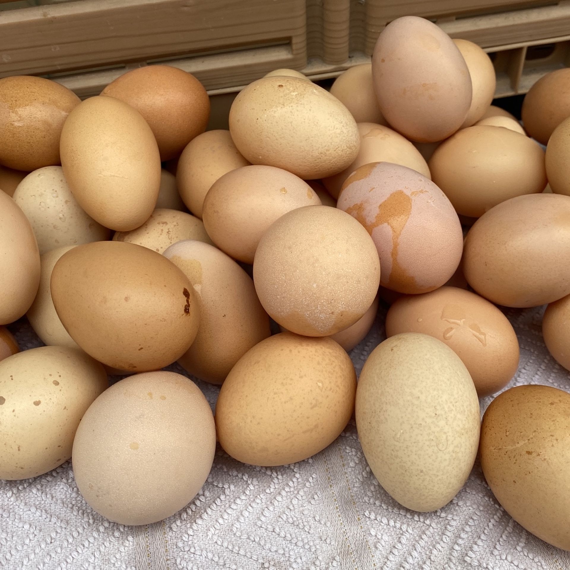 Free range chicken eggs