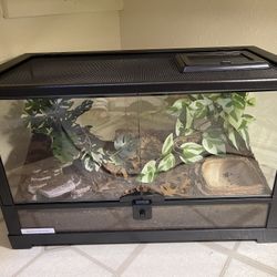 Enclosure For Emperor Scorpion 