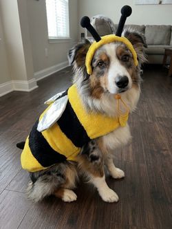 Bumblebee Dog Costume with Antenna  Headband