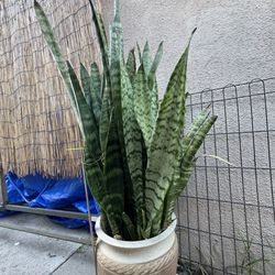 Large snake plant in pot