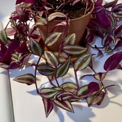 Tradescantia Zebrina Plant