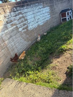 chick feed