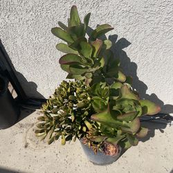 Plant arrangement 5 gallon