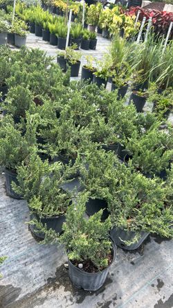 Juniper Regular - 3 Gallons