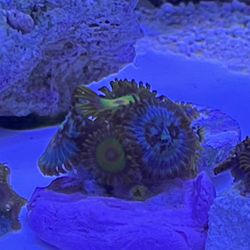 Fake Coral Zoa Decoration