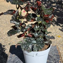 Begonia Maculata Polka Dots #1