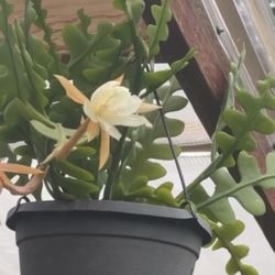 Ric Rac Cactus 