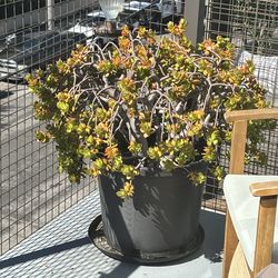 3.5 ft succulent tree with pot and saucer