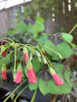 Plants & Flowers for sale