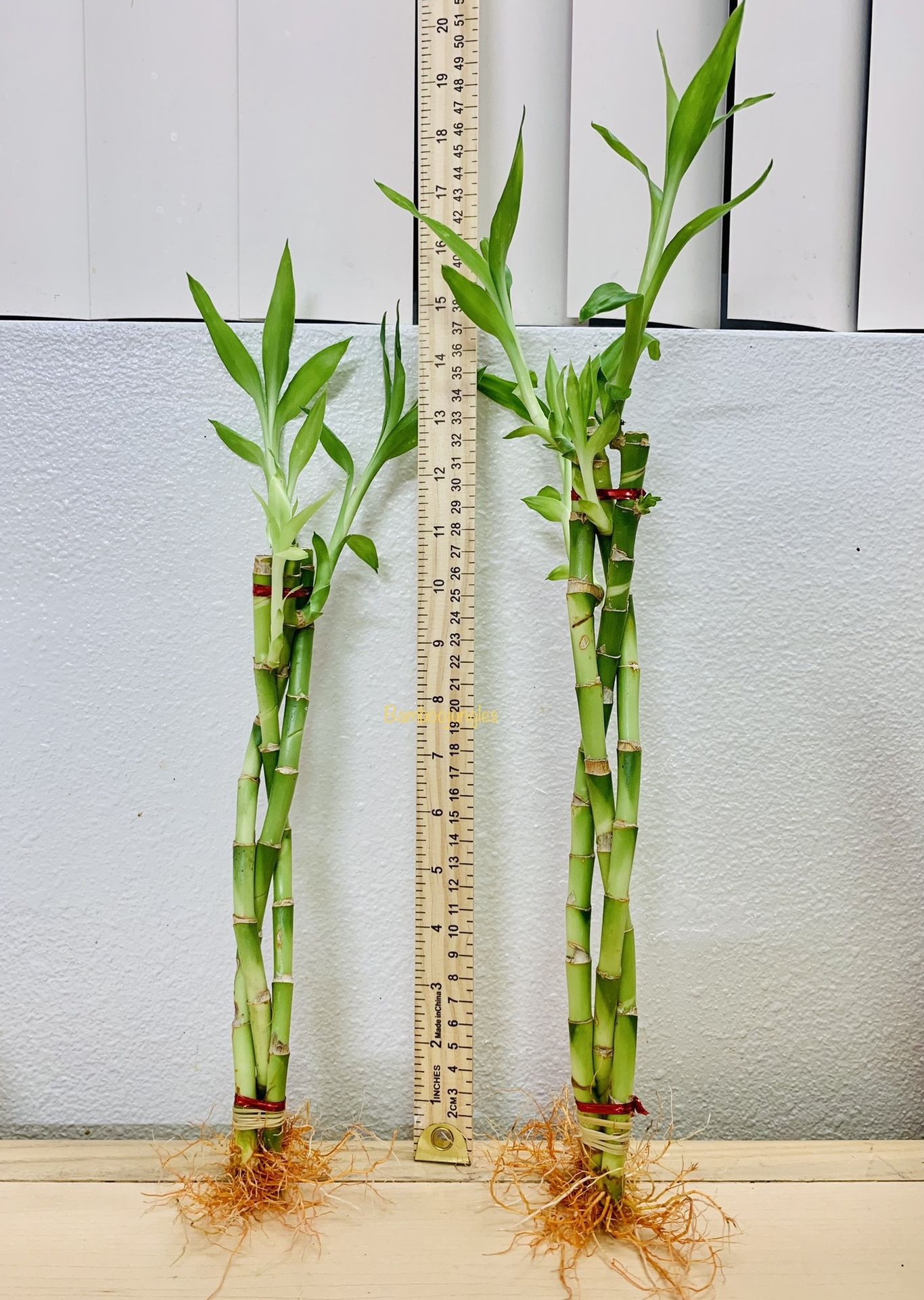 Set Of Two Braided Lucky Bamboo Live Plant $5/set