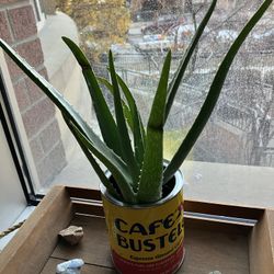 Aloe Vera Plant