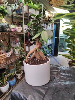 Ginseng Ficus Bonsai Tree 