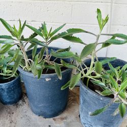 KALOANCHE MEDICINAL PLANTS READY FOR TRASPLANTER MALA MADRE PLANTAS GRANDES 