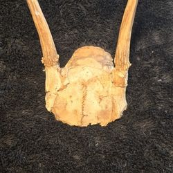 Ethically Sourced Small Point Antler Skull Cap