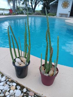 Pickle Plant Succulent cactus $12 Ea- Deltona,Fl Pickup