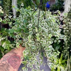 6” Creeping Fig Ficus Variegated $27.99🤍💚🤍