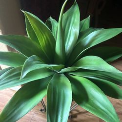 Agave Plant, Decoration
