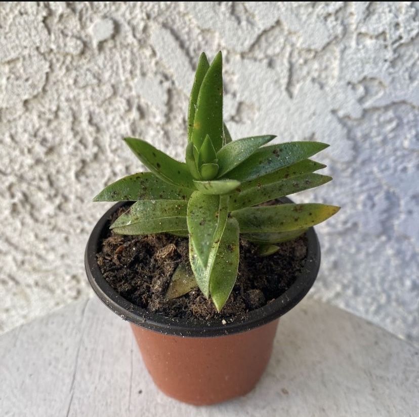 3 Inch Pot Succulent Plant - Rare Crassula Red Pagoda - Crassula Capitella - Campfire Plant - Rooted & Stablished - Drought Resistant 🪴