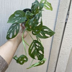 4” monstera swiss cheese