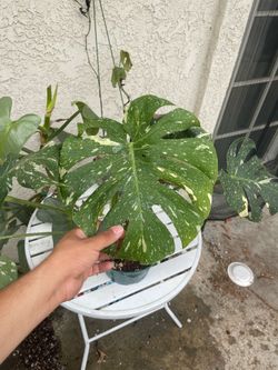 Monstera Thai Constellation