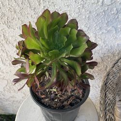 1 Gallon Pot Succulent Plant -  Aeonium Arboreum - Tree Aeonium - Black and Green - Rooted & Established - Drought Resistant 🪴