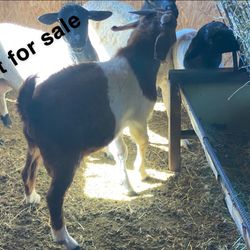 Goat Hay Feeder Chivo
