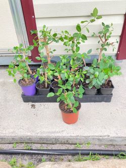 *$1 to $4* Green Island Ficus Plants 🔻SEE INFO BELOW🔻