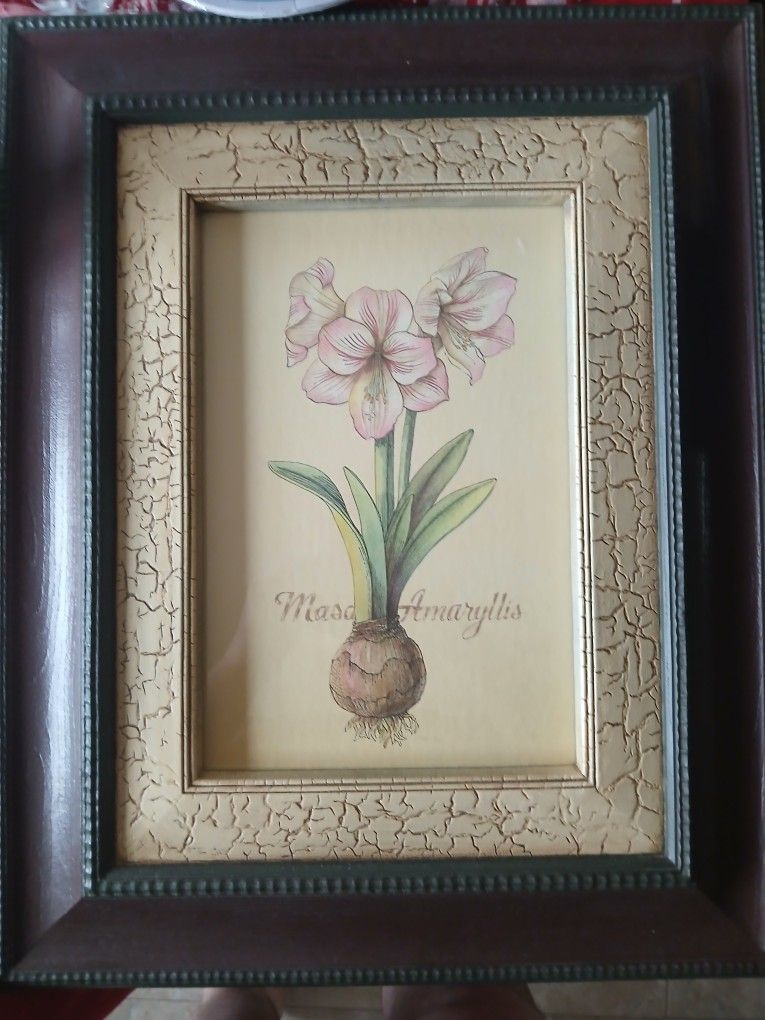 Framed Print Masa Amaryllis flower ( MINT CONDITION )