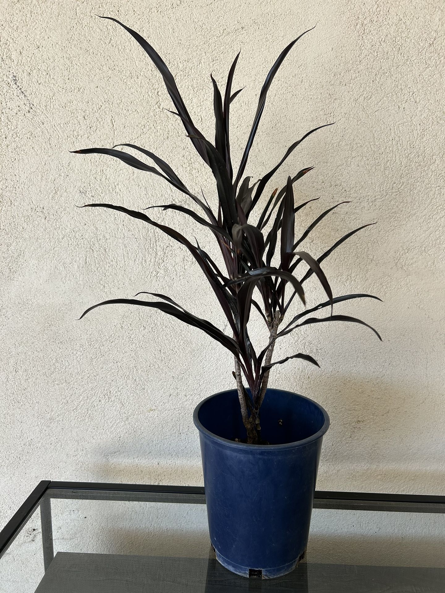 Cordyline Black Ti Plant